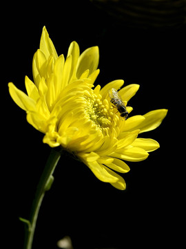 黄色菊花与蜜蜂