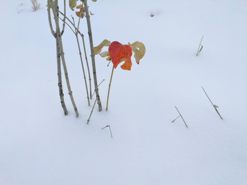 白雪中的世界