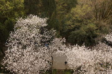 武汉大学 樱花 建筑