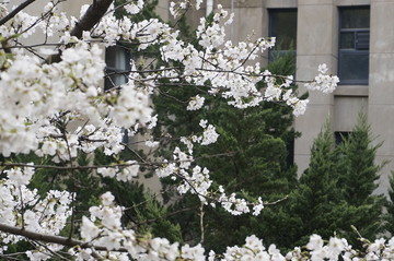武汉大学 樱花 建筑