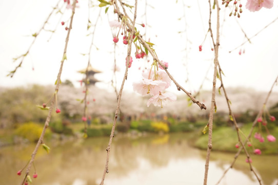 樱花 武汉 东湖磨山 樱园