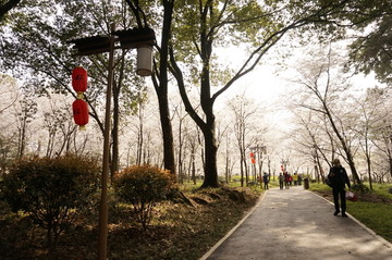 樱花 武汉 东湖磨山 樱园