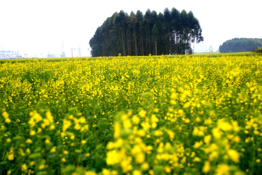 油菜花