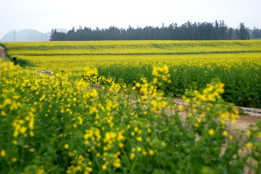 油菜花