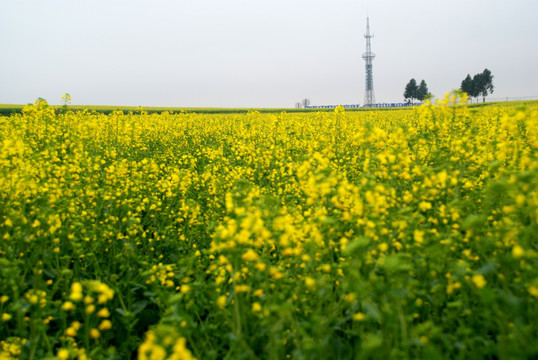 油菜花