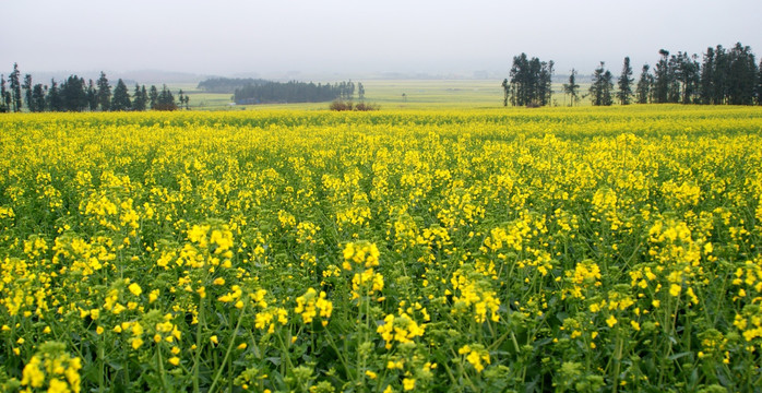 油菜花