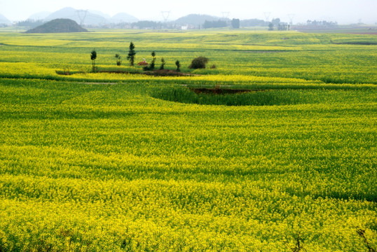 油菜花