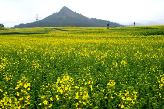 油菜花