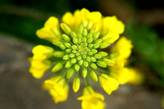 油菜花