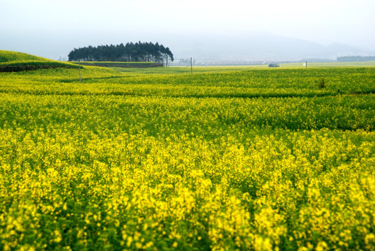 油菜花