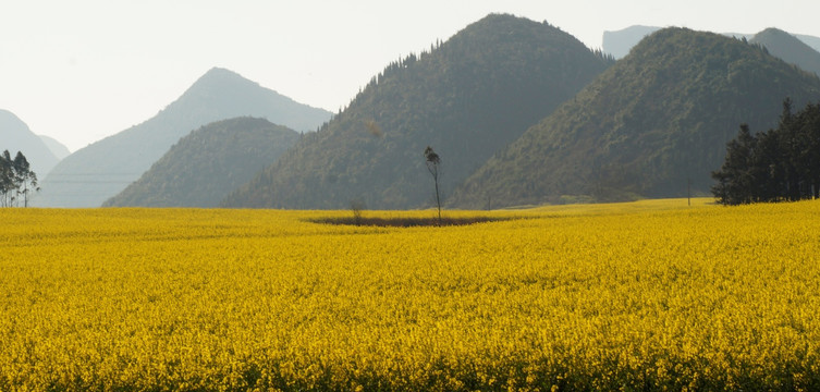 油菜花