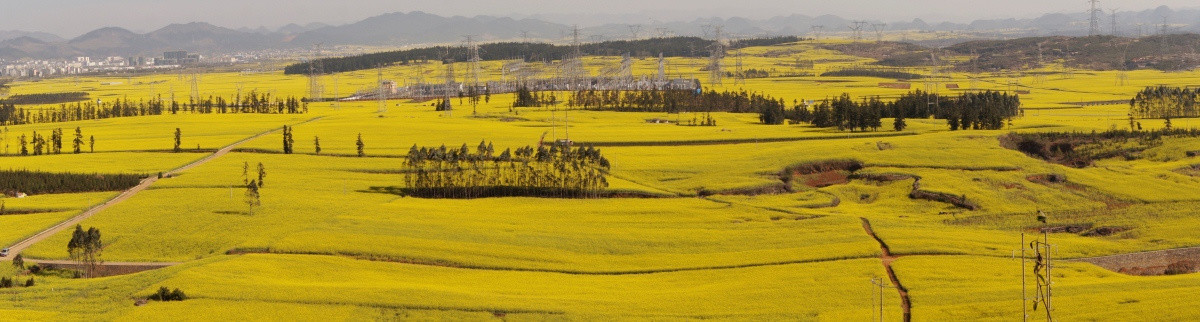 油菜花