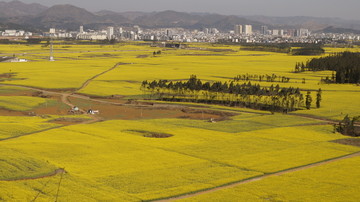 油菜花