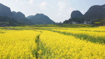 油菜花
