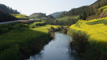 油菜花