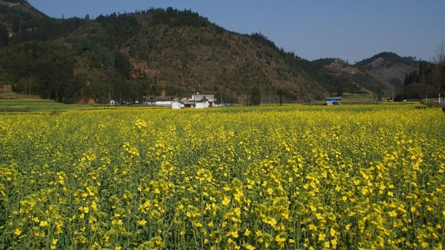 油菜花