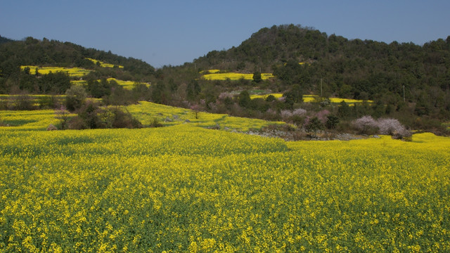 油菜花