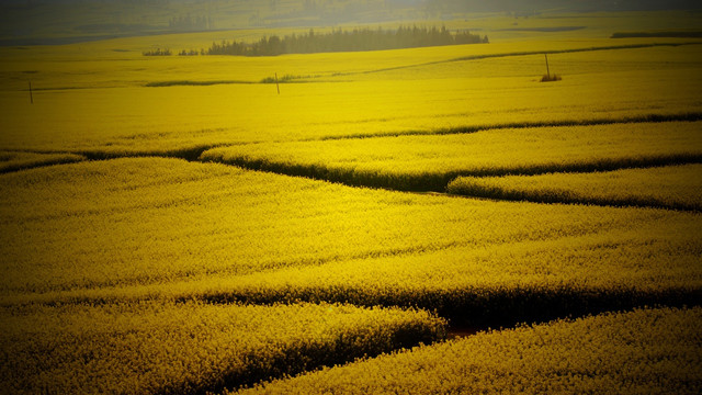 油菜花