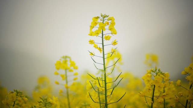 油菜花