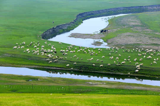 河流草原羊群
