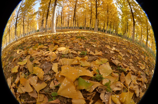 树林中落叶铺满地面