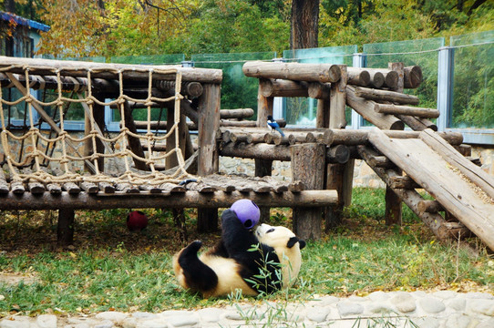 仰地上玩球的大熊猫