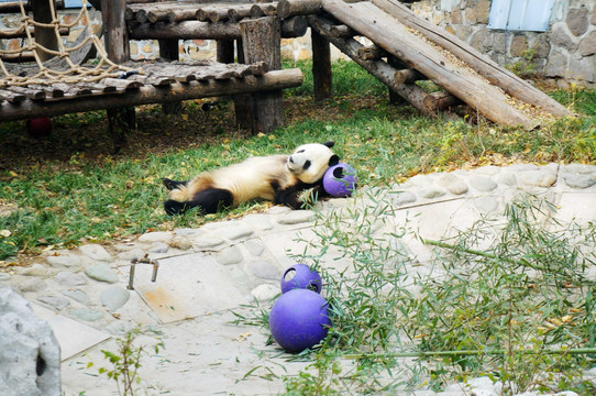 躺地上休息的大熊猫
