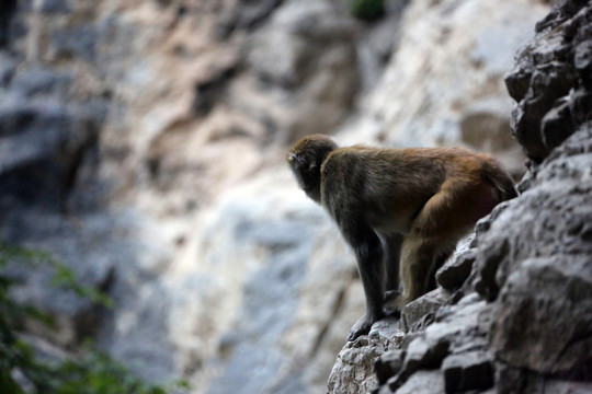 清江画廊仙人寨 野猴