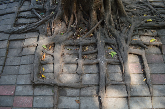 砖缝里的树根
