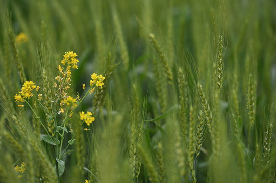 油菜花