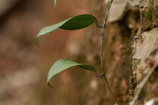 野草