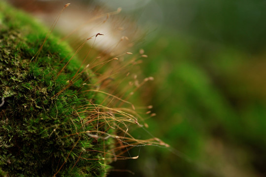 苔藓