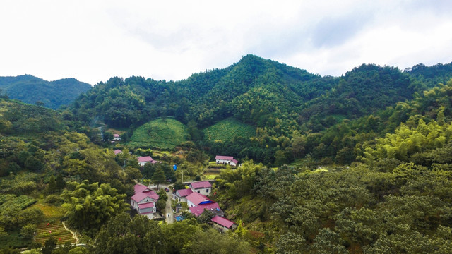 高山茶园