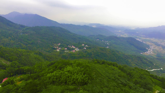 高山茶园