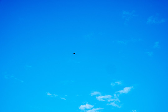 蓝天上的飞鸟