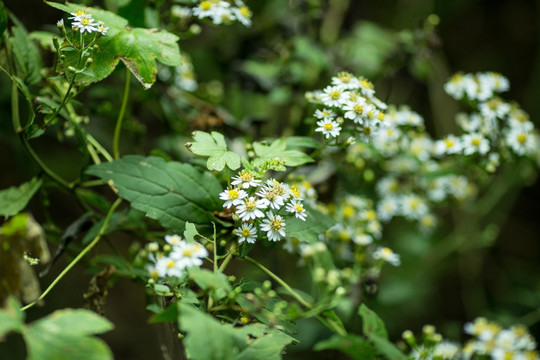 山白菊