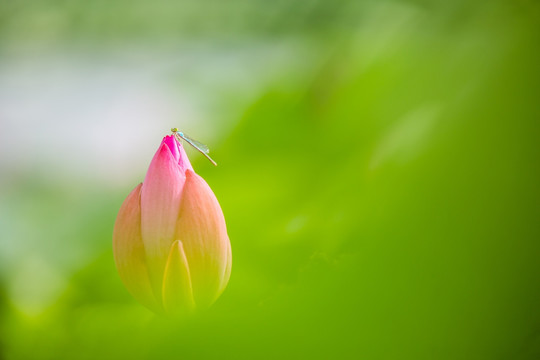 荷花与豆娘