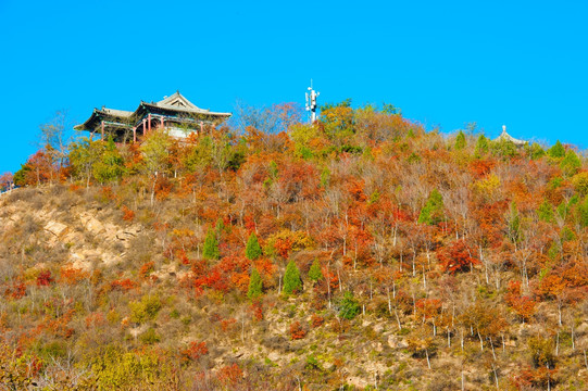 山野秋林