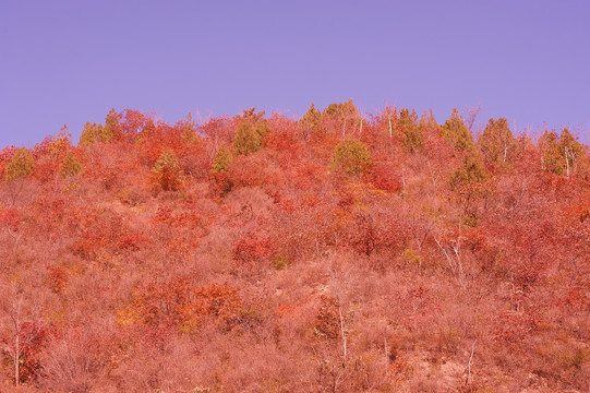 秋林 秋野 秋色 秋韵