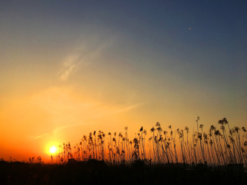 夕阳下的芦苇