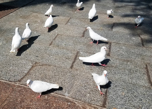 白鸽 鸽子 广场景观