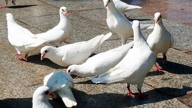 白鸽 鸽子 广场景观