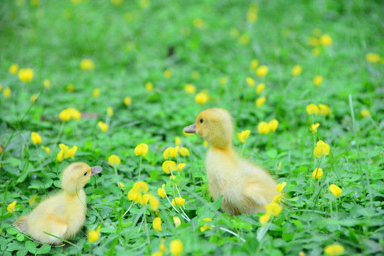 草地上可爱的小鸭子