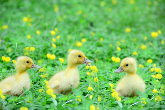 草地上可爱的小鸭子