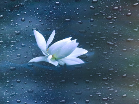 雨滴荷花