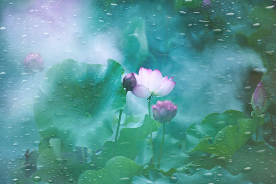 雨滴荷花