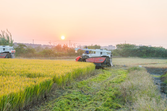 稻田 高清大图