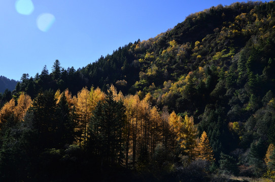 秋季 森林 金色 树叶