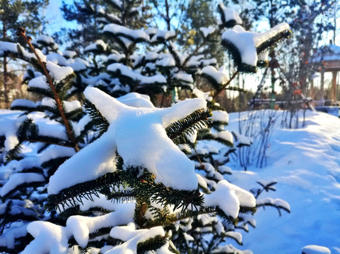 白雪 园林