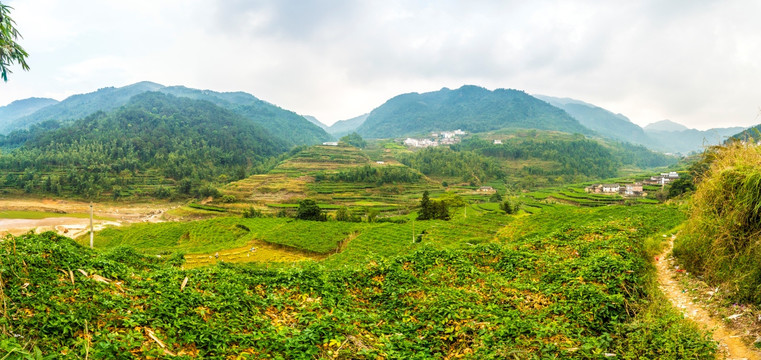 百香果基地